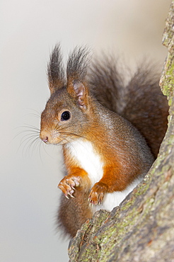 Eurasian red squirrel (Sciurus vulgaris) sitting on tree, Baden-Wuerttemberg