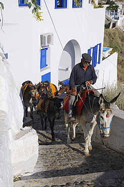 Mules in Fira, Santorini, Greece, Europe