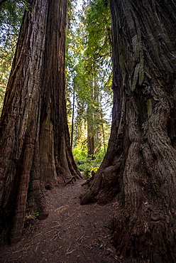 Trunks of two redwoods, coast redwood forest (Sequoia sempervirens), dense vegetation, Jedediah Smith Redwoods State Park, Simpson-Reed Trail, California, USA, North America