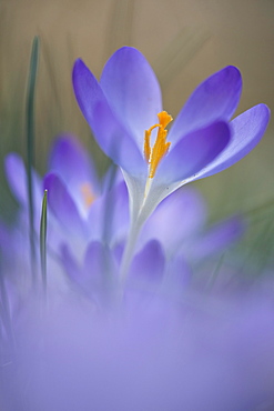 Early Crocus (Crocus tommasinianus), Emsland region, Lower Saxony, Germany, Europe