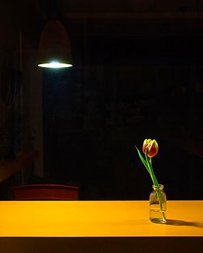 Still life with single tulip in glass vase, studio shot, symbol photo