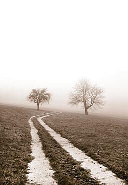 Field path leads through a mown meadow with bare fruit trees, sepia colours, autumn landscape, Mondseeland, Mondsee, Salzkammergut, Upper Austria, Austria, Europe