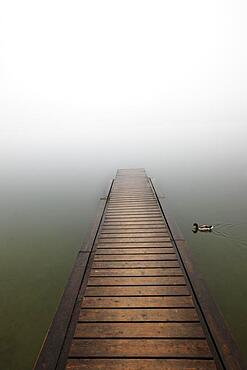 Abandoned bathing jetty in the morning mist with mallard, autumn landscape, Mondsee, Salzkammergut, Upper Austria, Austria, Europe