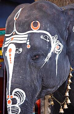 Close up photo of sacred elephant eye in Hindu temple