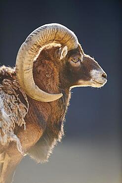 European mouflon (Ovis aries musimon ram (male) portrait in the alps, Wildlife Park Aurach, Kitzbuehl, Austria, Europe