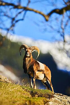 European mouflon (Ovis aries musimon) ram (male) in the alps, Wildlife Park Aurach, Kitzbuehl, Austria, Europe