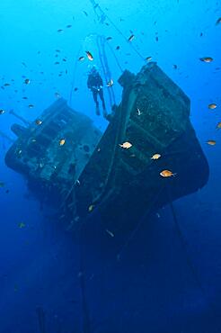 Diver hovers over El Pejin shipwreck, Tabaiba, Tenerife, Canary Islands, Spain, Europe