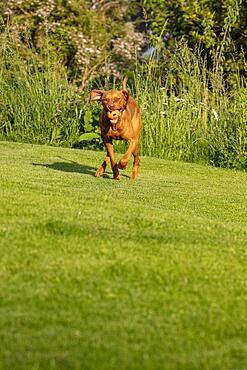 Young Vizsla male, 15 months, in the garden, Solothurn, Switzerland, Europe