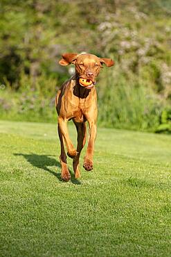 Young Vizsla male, 15 months, in the garden, Solothurn, Switzerland, Europe