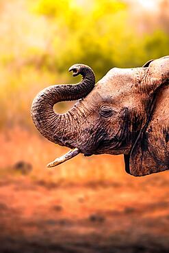 African elephant (Loxodonta africana) in focus, mammal, close-up in Tsavo East National Park, Kenya, East Africa, Africa