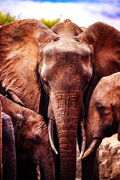 African elephants (Loxodonta africana) family meeting at waterhole, mammal, close-up in Tsavo West National Park, Kenya, East Africa, Africa