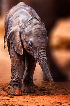 African elephant (Loxodonta africana) baby or calf zooming in the legs of its herd, mammal, close-up in Tsavo West National Park, Kenya, East Africa, Africa