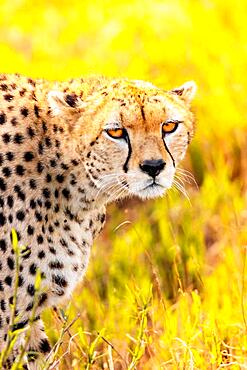 Cheetah (acinonyx jubatus), adult in the grass and morning light, close-up in the Taita Hills, Kenya, Africa