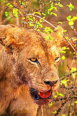 Lion (Panthera leo) female blood-smeared, eating a killed african buffalo (Syncerus caffer) in the bush, Tsavo East National Park, Kenya, East Africa, Africa