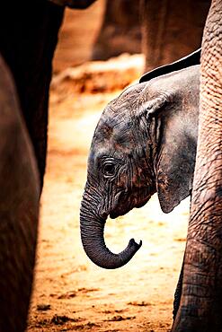 African elephant (Loxodonta africana) baby or calf zooming in the legs of its herd, mammal, close-up in Tsavo West National Park, Kenya, East Africa, Africa