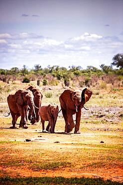 African elephants (Loxodonta africana) in search of water, mammal, close-up in Tsavo East National Park, Kenya, East Africa, Africa