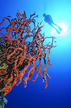 Poisonous red toxic finger-sponge (Negombata Magnifica), Red Sea, Marsa Alam, Egypt, Africa