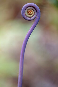 Uluhe fern (Dicranopteris linearis), fern head in the shape of a bishop's crook, Big Island of Hawaii, USA, North America