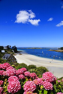 Estuary of the Aber Benoit into the Atlantic, beach Plage de Beniguet, hydrangeas, Saint-Pabu, Communaute de communes du Pays des Abers, department of Finistere Penn-ar-Bed, region of Brittany Breizh, France, Europe