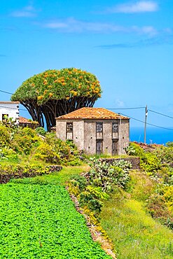 Houses and dragon trees in the village of El Tablado, La Palma Island, Canary Islands, Spain, Europe