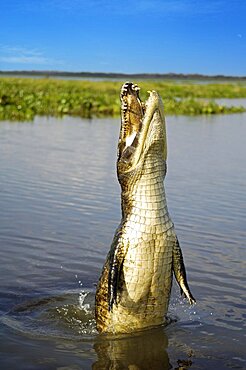 Caiman, Spectacled Caiman (Caiman crocodylus yacare) Pantanal, Brazil, South America