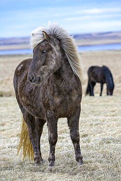 Icelandic horse, Iceland, Europe