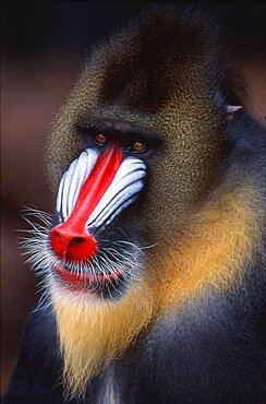 Mandrill, Monkey, Portrait