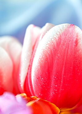 Lots of tulips with water drops are a close bouquet for the holiday on March 8