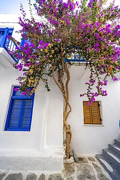 Purple bougainvillea growing on a white house, small alley in Parikia, Paros, Cyclades, Aegean Sea, Greece, Europe