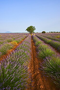 Tree growing next to True lavender (Lavandula angustifolia) fields near Valensole, Provance, France, Europe