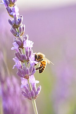 European honey bee (Apis mellifera) on a true lavender (Lavandula angustifolia) blossom in a field near Valensole, Provance, France, Europe