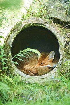 Red fox (Vulpes vulpes) sleeping in a pipe, Bavaria, Germany, Europe