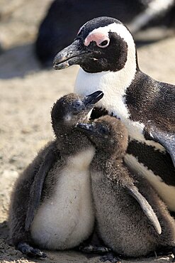 African penguin (Spheniscus demersus), adult, juvenile, on the beach, feeding, social behaviour, Boulders Beach, Simonstown, Western Cape, South Africa, Africa