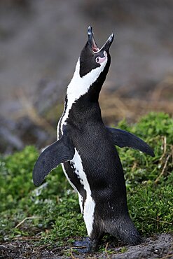 African penguin (Spheniscus demersus), adult, on land, calling, mating, Betty's Bay, Stony Point Nature Reserve, Western Cape, South Africa, Africa