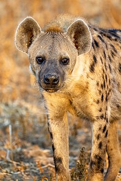 Spotted hyena (Crocuta crocuta), animal portrait, in morning light, Nsefu Sector, South Luangwa, Zambia, Africa