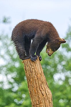 Black bear (Ursus americanus), cub climbing on tree trunk, captive