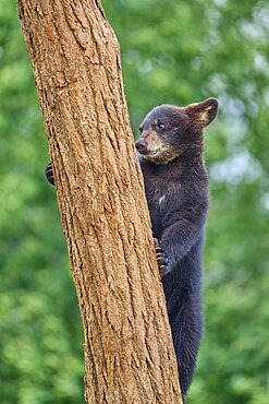 Black bear (Ursus americanus), cub climbing on tree trunk, captive