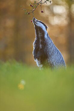 Badger (Meles meles), eat standing rose hips