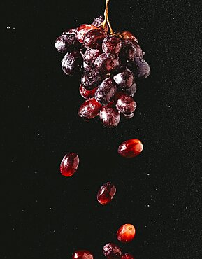 Food photography, grapes (Vitis) with water drops