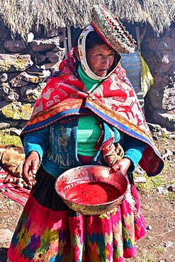 Woman in colourful traditional traditional costume and hat with a bowl of blood from slaughter, Andes, near Cusco, Peru, South America