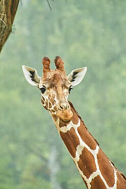 Reticulated giraffe (Giraffa camelopardalis reticulata), portrait, Germany, Europe