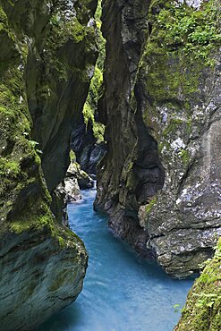 Tolmin gorge, gorge with moss-covered steep rock walls, wild stream with blue water, Slovenia, Europe