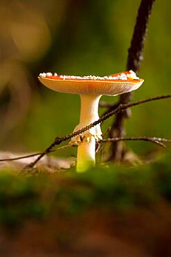 Mushroom in autumn forest, morning, Black Forest, Germany, Europe