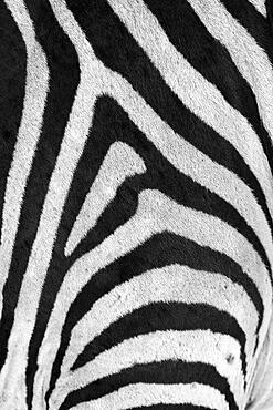 Zebra black and white stripes pattern displays in a vertical texture, fur, and hair in a closeup image. The close-up is from the shoulder in B&W. Hwange National Park, Zimbabwe, Africa