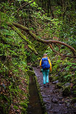 Hiker on a Levada, PR9 Levada do Caldeirao Verde, Madeira, Portugal, Europe