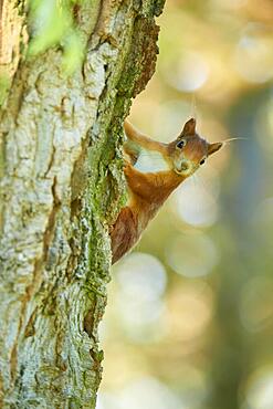 Eurasian red squirrel (Sciurus vulgaris), climbing a tree in a park, spring, Germany, Europe