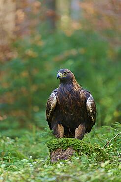 Golden eagle (Aquila chrysaetos), adult, sitting in the forest