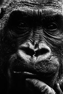 Gorillas (Gorilla) portrait, Munich, Bavaria, Germany, Europe