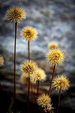 Withered mountain flower with dewdrops, St Moritz, Engadin, Grisons, Switzerland, Europe