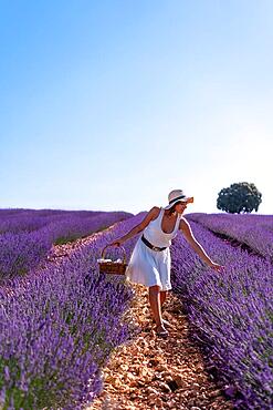 Lifestyle, a woman in a summer lavender field picking flowers, walking in the countryside